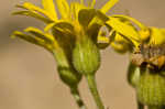 Maryland goldenaster